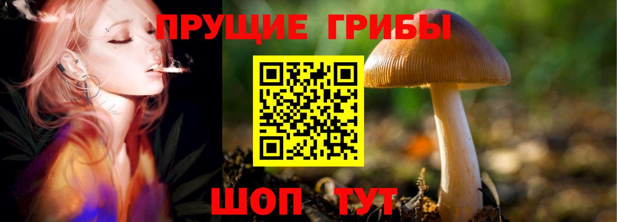 Псилоцибиновые грибы Cubensis Чернушка